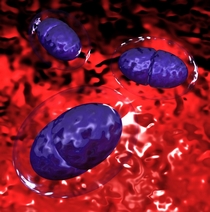 pneumococci